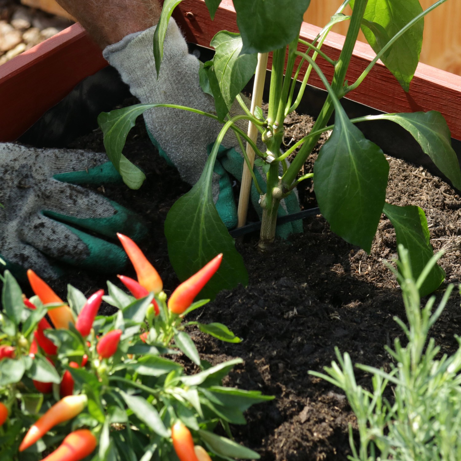Piantare con terriccio universale 40L in un'aiuola. Ideale per ortaggi, frutta e piante ornamentali.