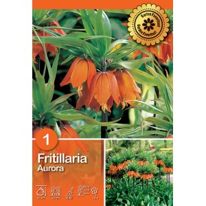 Kaiserkrone Aurora: Fiore di fritillaria arancione con foglie verdi, ideale per aiuole e vasi.