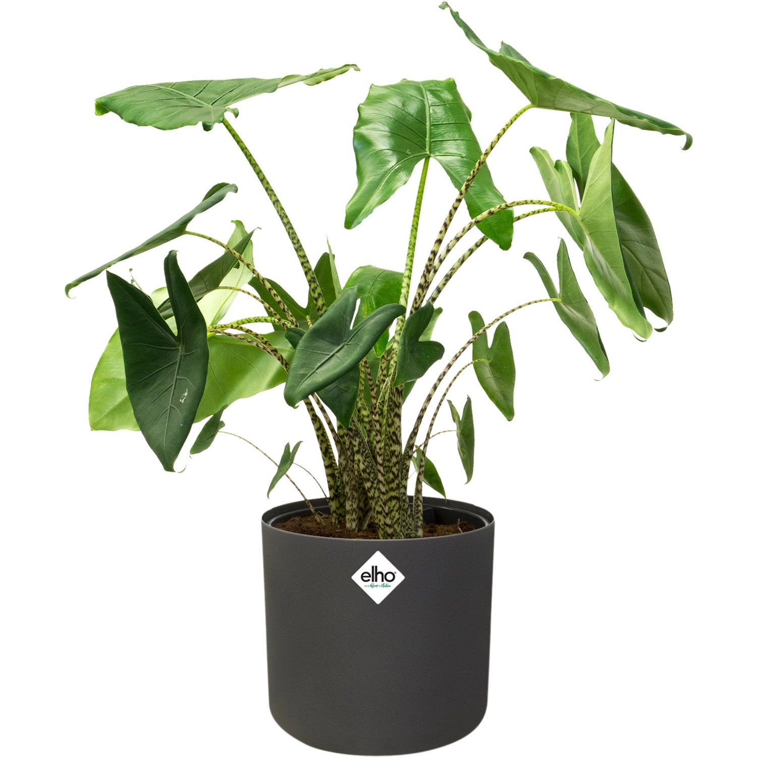 Vaso per fiori rotondo Elho B.For Soft antracite (Ø 18,3 cm) con pianta.