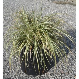 Carice 't.b.t.' in vaso: Erba ornamentale con foglie verdi e bianche per giardino e balcone.
