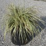 Carice 't.b.t.' in vaso: Erba ornamentale con foglie verdi e bianche per giardino e balcone.
