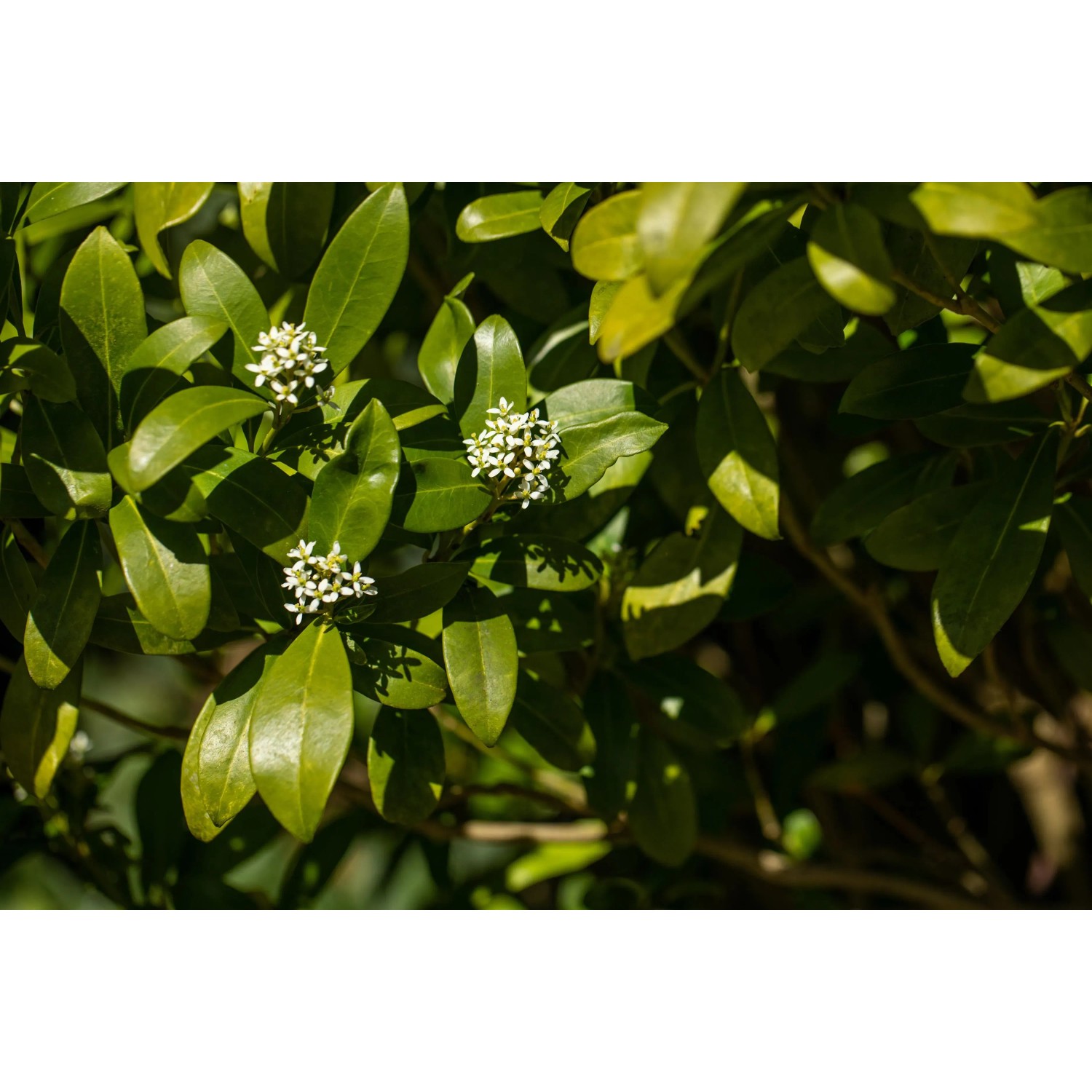 Pianta in vaso fiorita con fertilizzante per agrumi GROW by OBI per crescita e fioritura.
