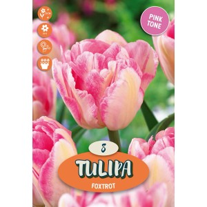 Primo piano del tulipano rosa Foxtrot, ideale per aiuole e bordure.