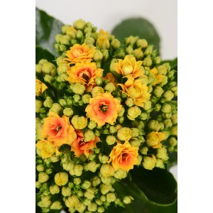 Kalanchoe 'Signal': Calancola giallo-arancio con fiori doppi in vaso.