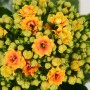 Kalanchoe 'Signal': Calancola giallo-arancio con fiori doppi in vaso.