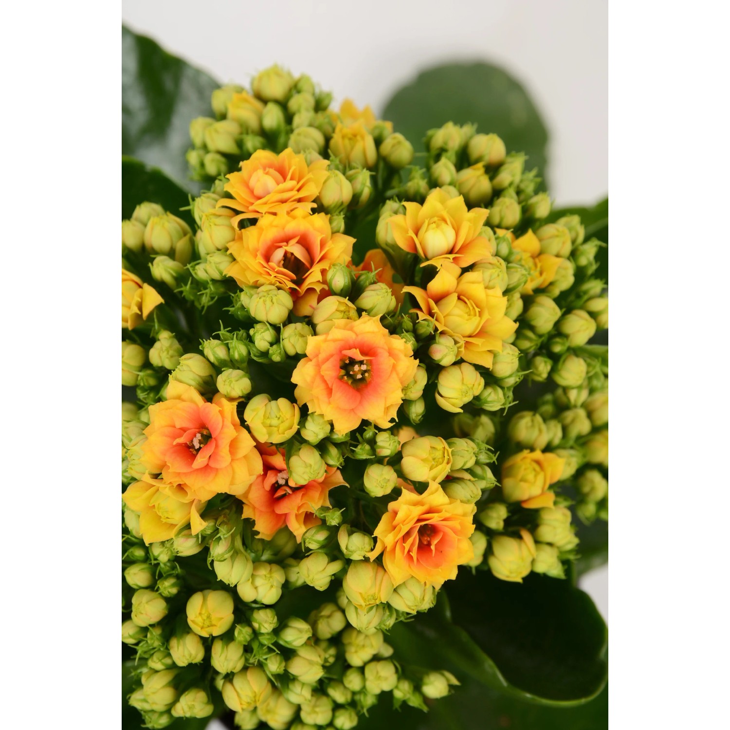Kalanchoe 'Signal': Calancola giallo-arancio con fiori doppi in vaso.