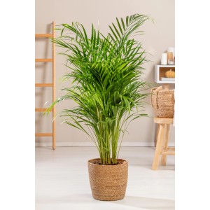 Palma Areca (Dypsis Lutescens) verde in vaso, palma da interno per un tocco tropicale.