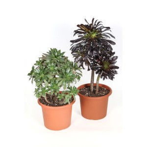 Due cactus t.b.t. (Aeonium) in vaso, uno verde, uno quasi nero.