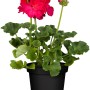 Geranio eretto (Pelargonium Zonale) in vaso, fiori rosso vivo e foglie verdi.