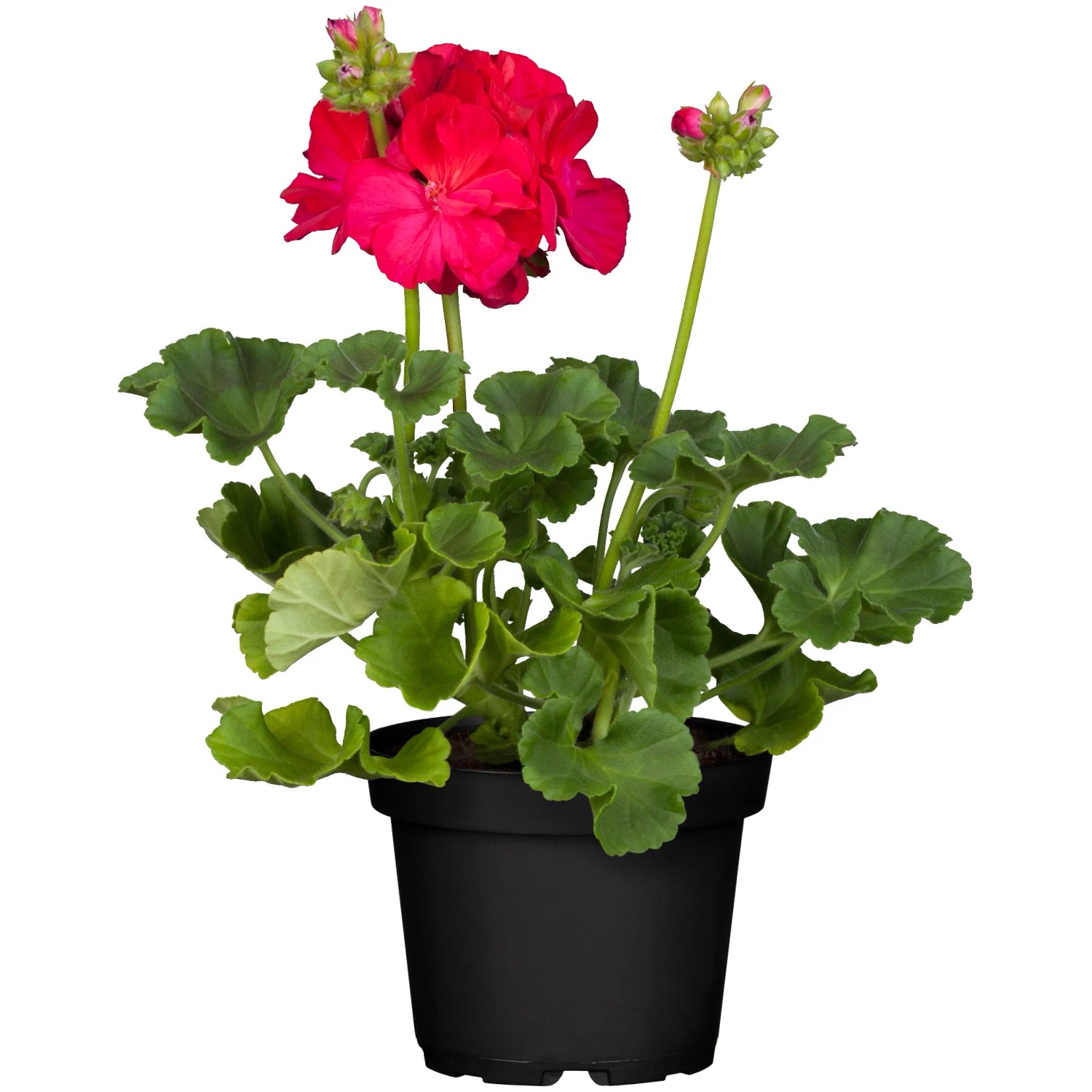 Geranio eretto (Pelargonium Zonale) in vaso, fiori rosso vivo e foglie verdi.