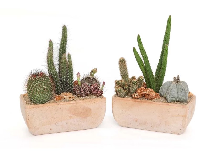 Composizione Piante Grasse Balconetta Terracotta Riviera Acquista Da Obi