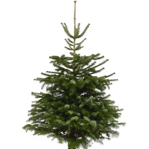 Albero di Natale fresco e verde (t.b.t.) per un'atmosfera festosa in casa.