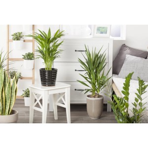 Palma Areca in vaso nero su sgabello, palma da interno per un tocco tropicale.