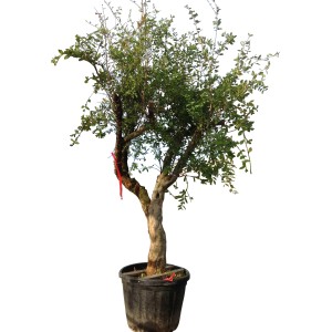 Albero da frutto t.b.t. in vaso con foglie verdi.