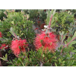 Arbusto Callistemon in fiore con fiori rossi e foglie verdi.