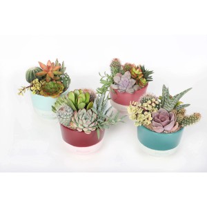 Vari cactus e piante grasse in vasi colorati.