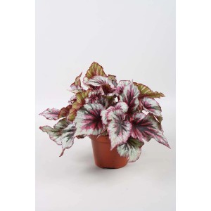Begonia in vaso con foglie rosso-argento.
