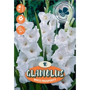 Bulbi da fiore Gladiolus White Prosperity