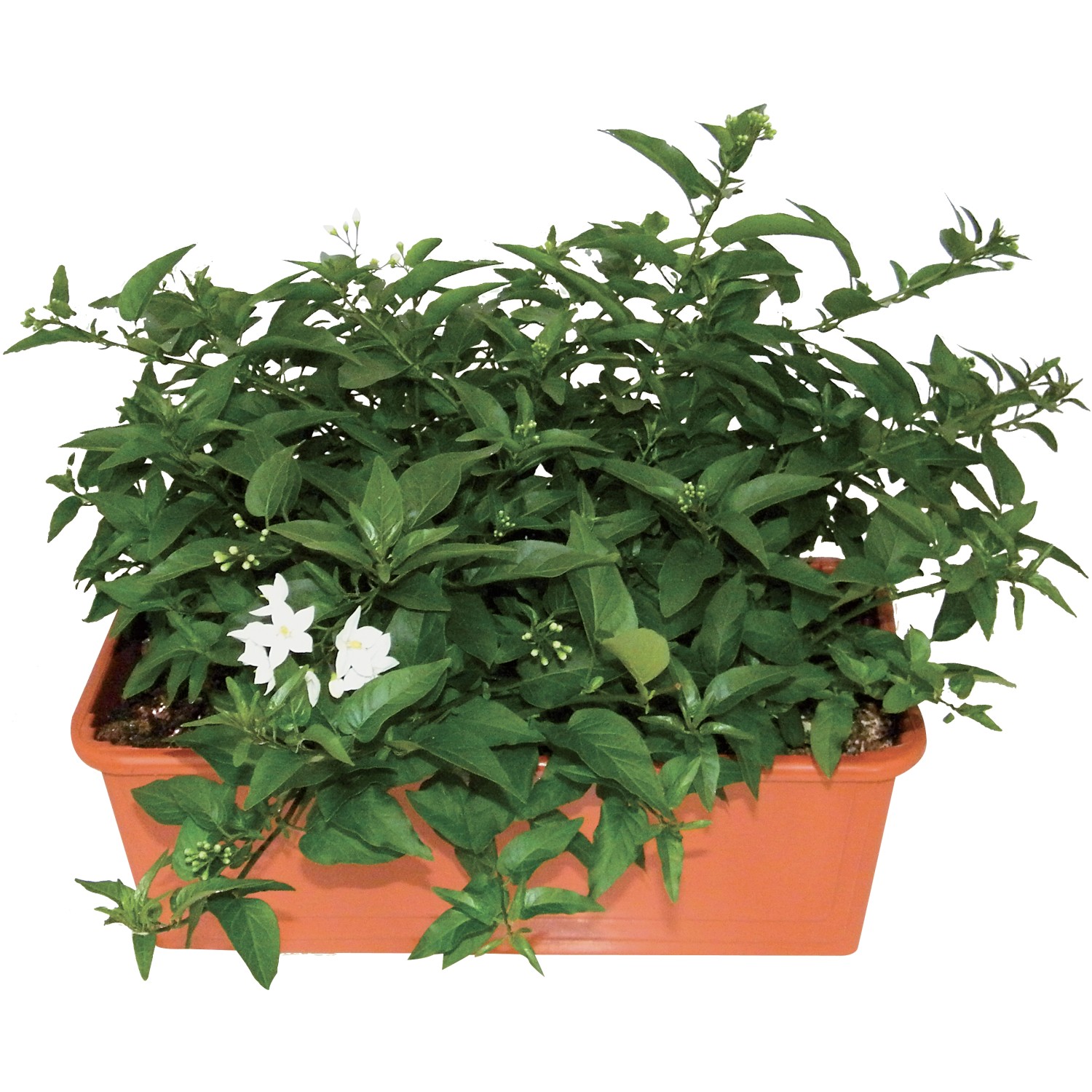 t.b.t. Pianta in vaso con foglie verdi e fiori bianchi in vaso di terracotta.