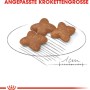 Royal Canin Mini Adult cibo secco per cani, crocchette di dimensioni adattate su un piatto.