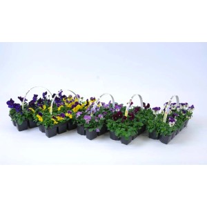 Piante fiorite t.b.t. di vari colori in set, ideali per aiuole e balconi.