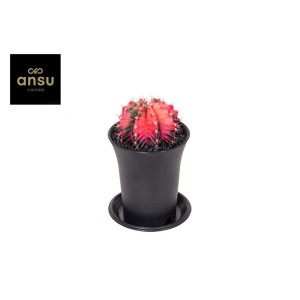 Piccolo cactus rosso e verde in vaso nero. Pianta d'appartamento decorativa.