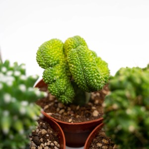 Cactus t.b.t. verde in vaso con superficie irregolare.