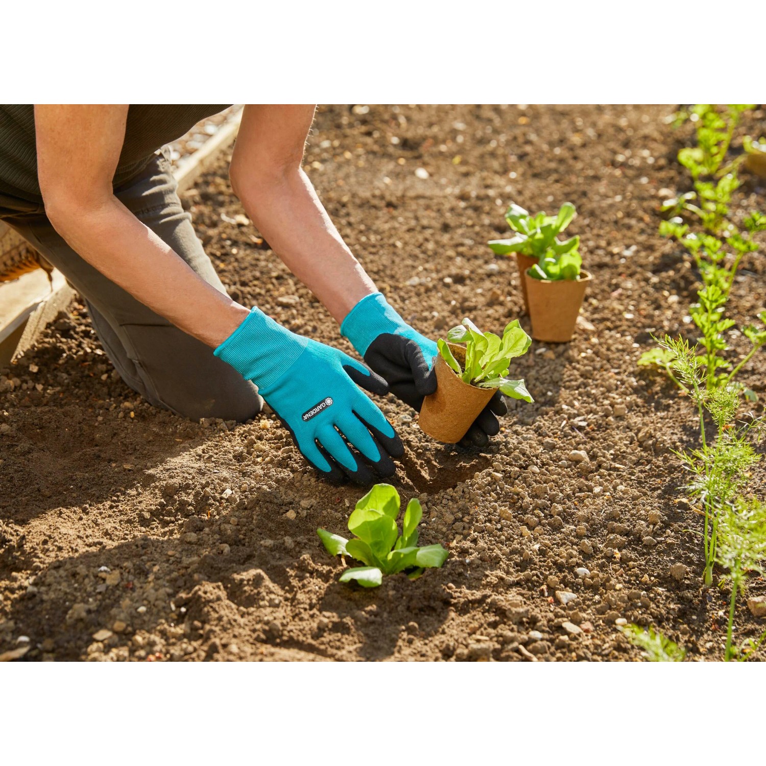 Guanti da giardinaggio Gardena taglia XL durante il lavoro in giardino con terra e piantine.