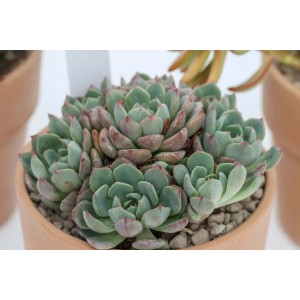 Succulenta t.b.t. verde in vaso di terracotta, pianta decorativa da interni.