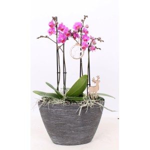 Orchidea rosa in vaso con decorazioni natalizie (palla, renna).