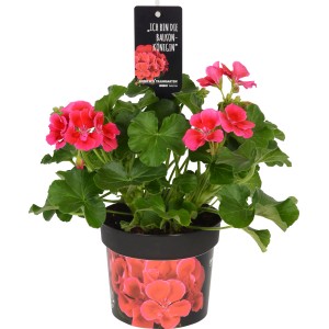 Geranio Calliope Red Splash in vaso, fiori rosa e foglie verdi. Pianta verticale per balcone e aiuola.