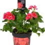 Geranio Calliope Red Splash in vaso, fiori rosa e foglie verdi. Pianta verticale per balcone e aiuola.