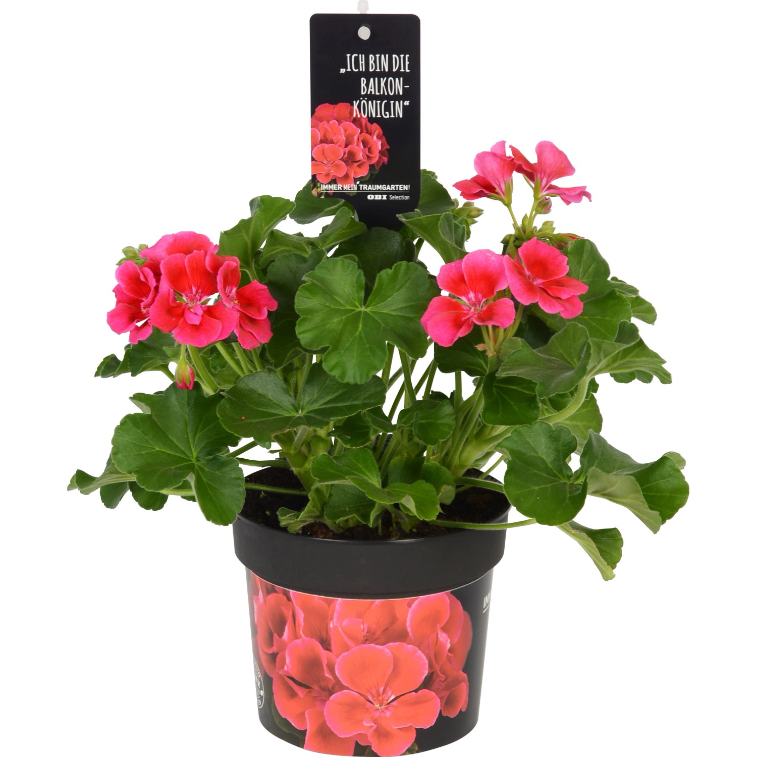 Geranio Calliope Red Splash in vaso, fiori rosa e foglie verdi. Pianta verticale per balcone e aiuola.