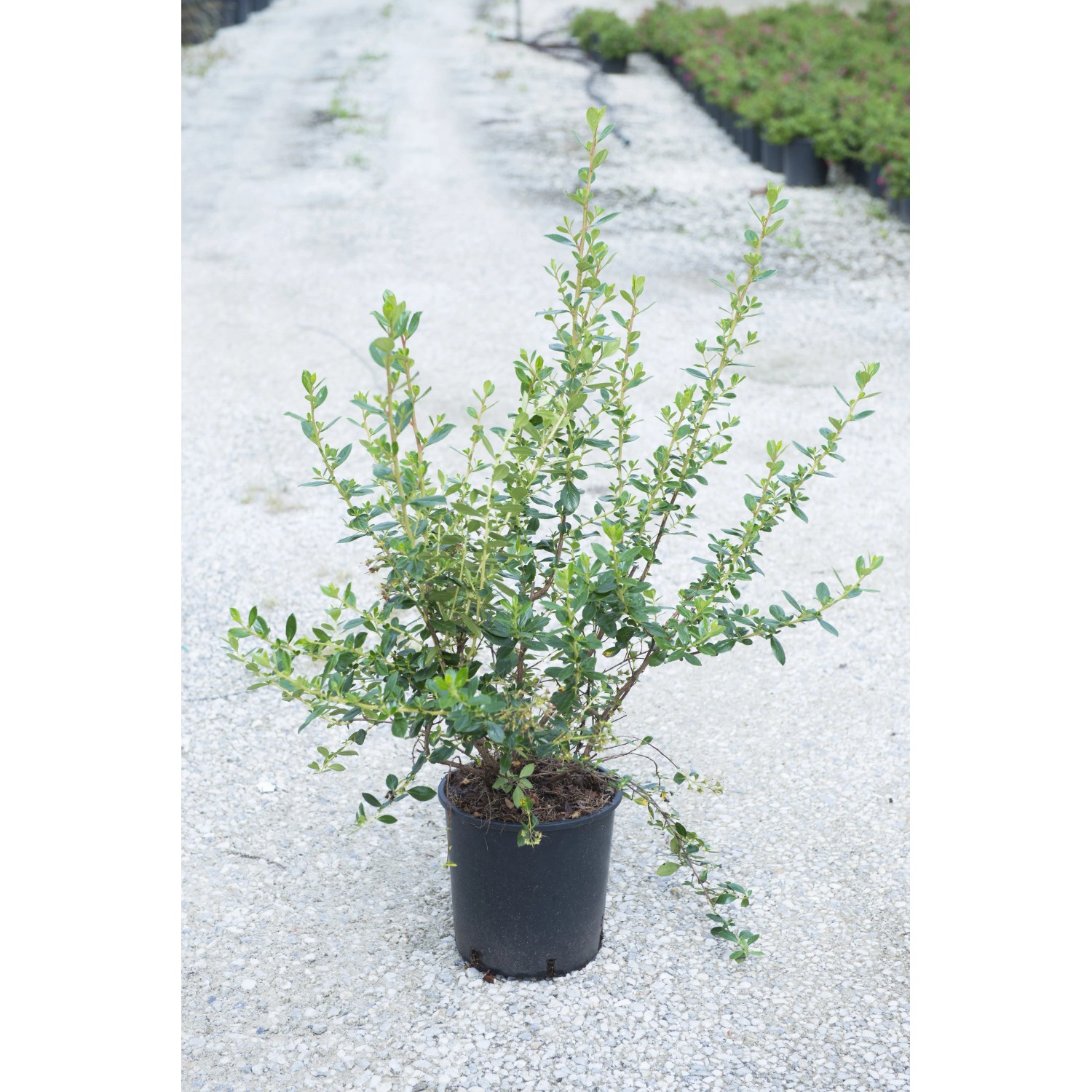 Arbusto t.b.t. in vaso, foglie verdi. Categoria: Ulteriori arbusti.