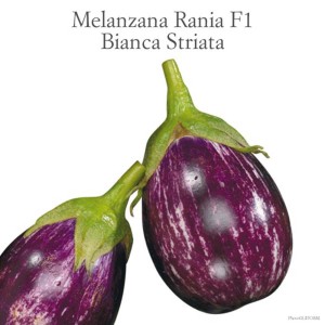 Due melanzane striate bianco-viola della varietà 't.b.t.' dalla categoria Ortaggi da frutto.
