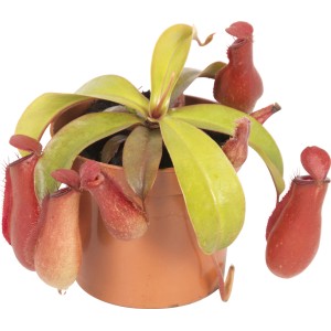 Pianta carnivora 'Bloody Mary' in vaso, con ascidi rossi.