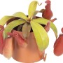 Pianta carnivora 'Bloody Mary' in vaso, con ascidi rossi.