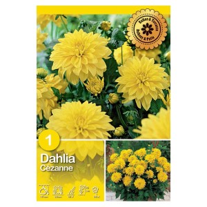 Dalie Cézanne gialle in fiore, ideali per aiuole e vasi.