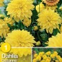 Dalie Cézanne gialle in fiore, ideali per aiuole e vasi.