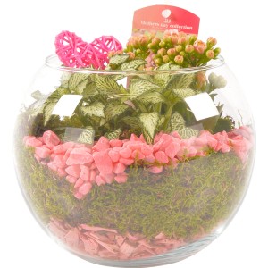 Composizione di piante in vetro con pietre rosa, muschio e cuore decorativo.