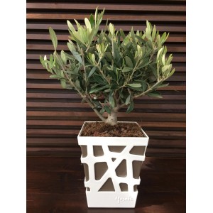 Olivo in vaso dal design moderno. Pianta decorativa per la casa e il giardino.