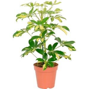 Schefflera 'Gerda' in vaso, foglie verdi e gialle, diametro vaso circa 14 cm.