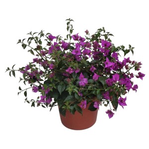Bougainvillea fiorita in vaso, fiori viola.