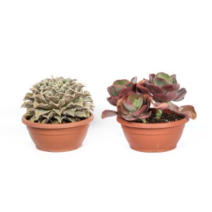 Due diverse piante grasse t.b.t. in vasi marroni.