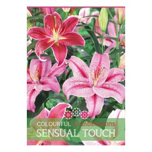 Mix di Lilium Sensual Touch con fiori rosa e rossi come piante da fiore estive.