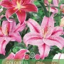 Mix di Lilium Sensual Touch con fiori rosa e rossi come piante da fiore estive.