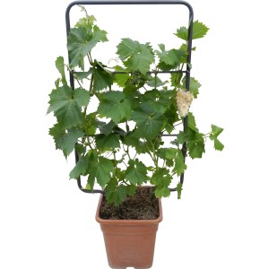 Vite in vaso con supporto per rampicanti, alta circa 90 cm, con uva chiara. Ideale per balconi e terrazze.