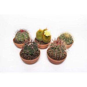 Diverse specie di cactus in vaso, ideali per luoghi soleggiati.