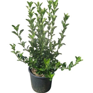 Evonomo t.b.t. in vaso con foglie verdi.