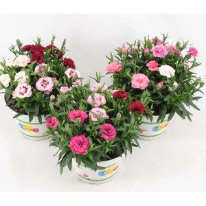 Tre piante t.b.t. in vaso con fiori rosa, rossi e bianchi.